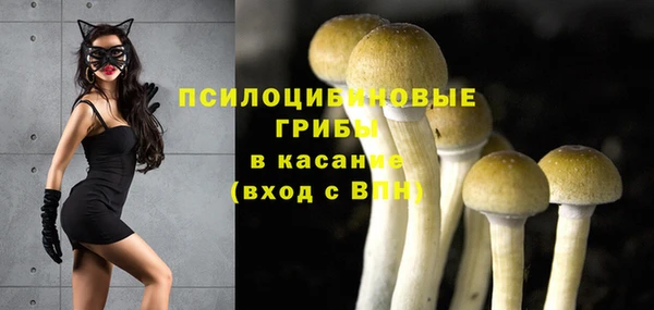 прущие грибы Новодвинск